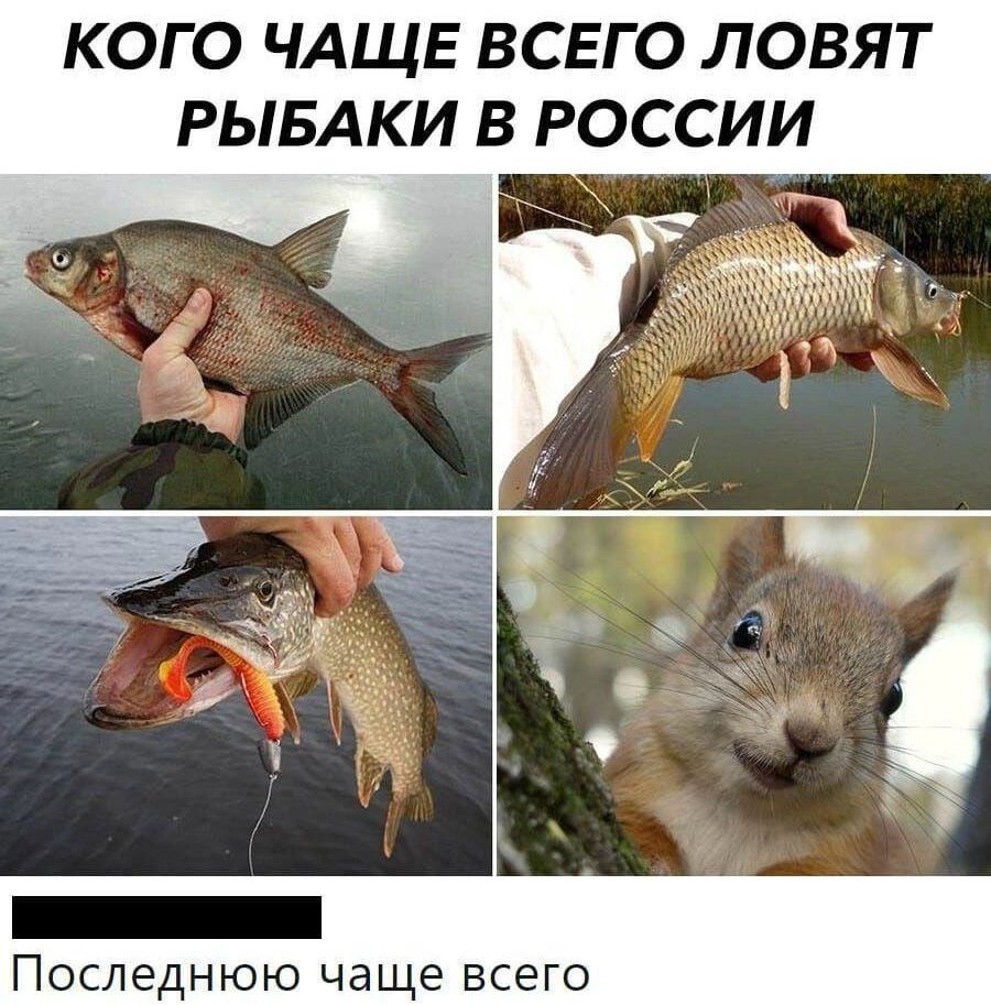 КОГО ЧАЩЕ ВСЕГО ЛОВЯТ РЫБАКИ В РОССИИ

Последнюю чаще всего