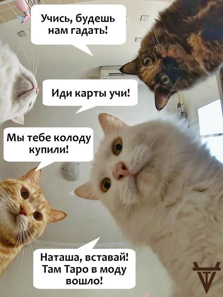 Учись, будешь нам гадать!
Иди карты учи!
Мы тебе колоду купили!
Наташа, вставай! Там Таро в моду вошло!