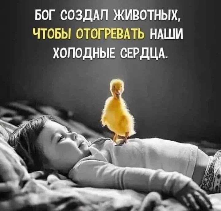 БОГ СОЗДАЛ ЖИВОТНЫХ, ЧТОБЫ ОТОГРЕВАТЬ НАШИ ХОЛОДНЫЕ СЕРДЦА.