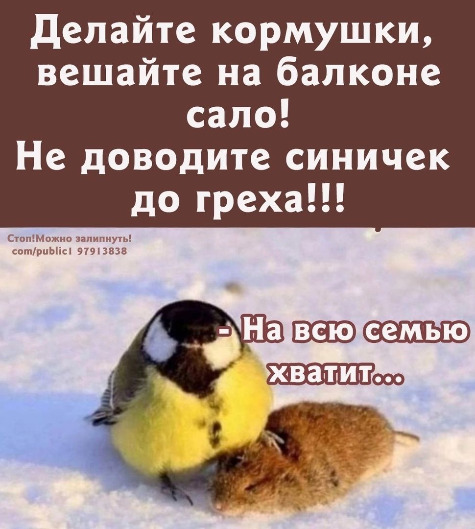 делайте кормушки вешайте на балконе сало Не доводите синичек до греха