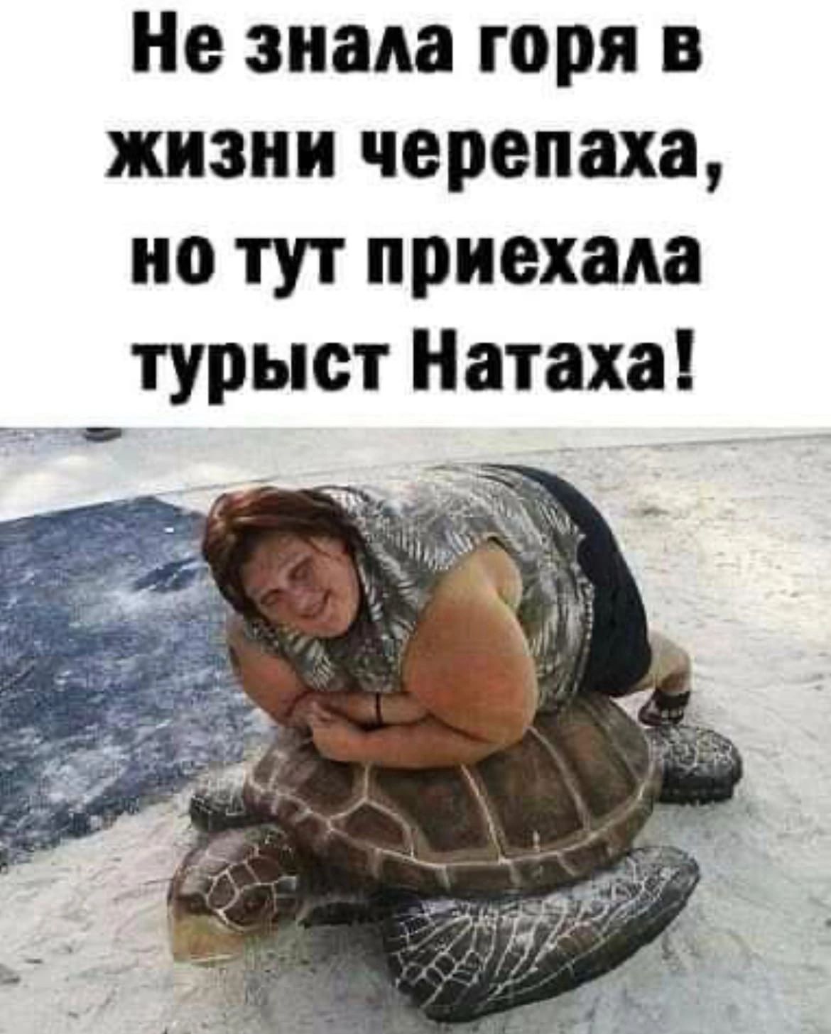 Не знала горя черепаха но тут приехала турист натаха