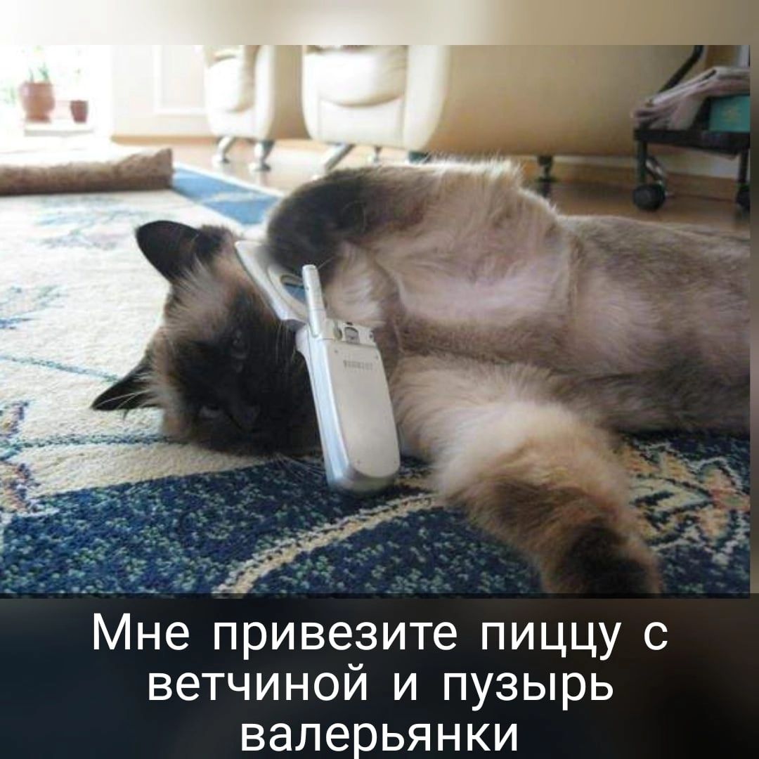 д Мне привезите пиццу с ветчиной и пузырь валерьянки