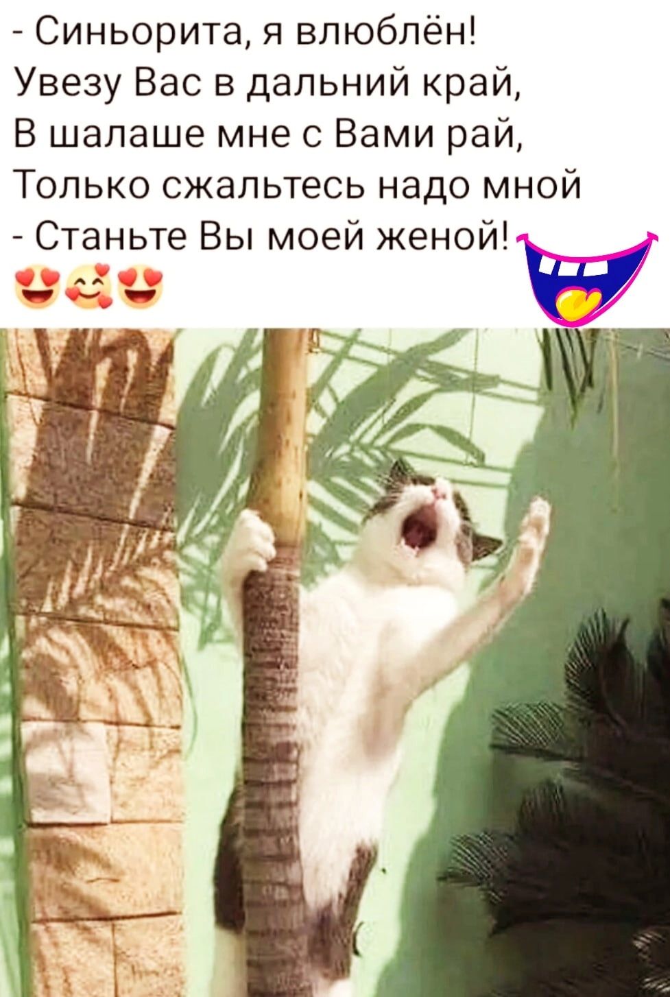 Синьорита я влюблён Увезу Вас в дальний край В шалаше мне с Вами рай Только сжальтесь надо мной Станьте Вы моей женой