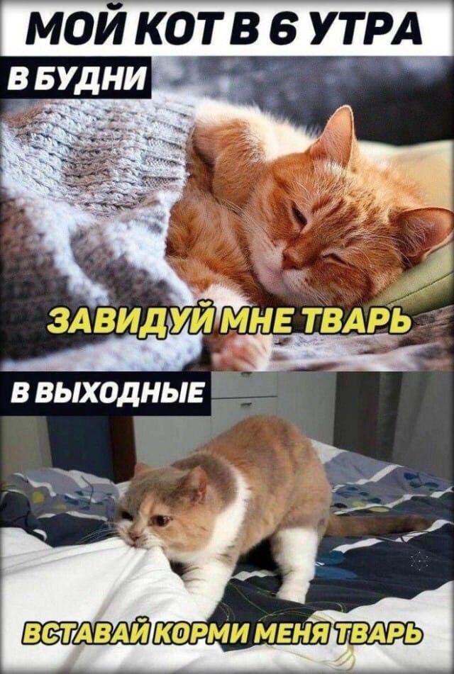 МОИ КОТВ 8 УТРА