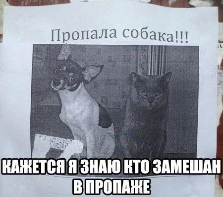 Ё 1 Пропала СОбака н