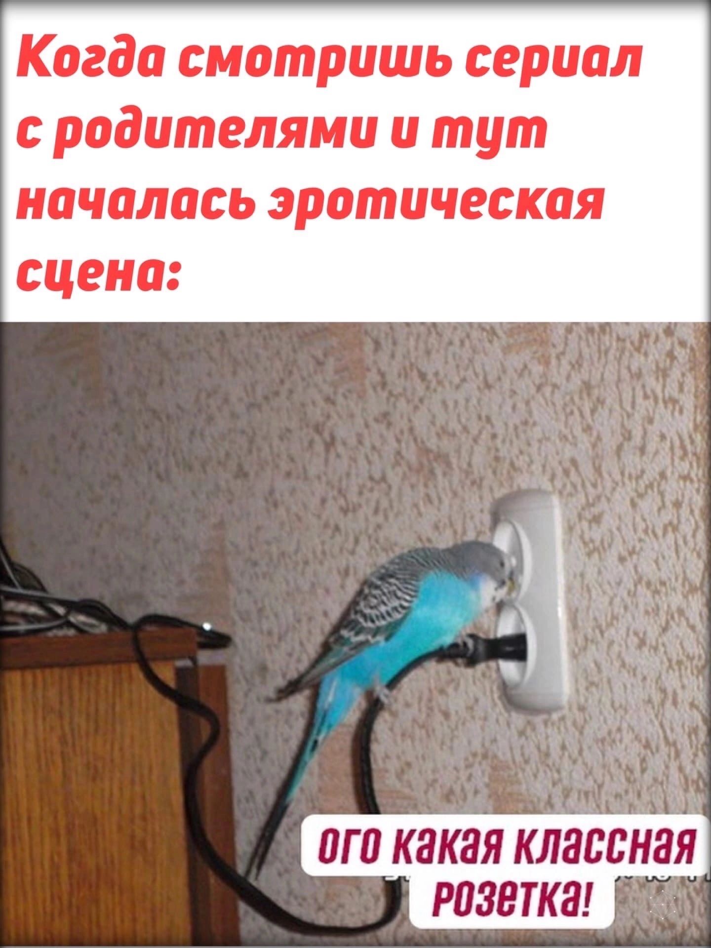 Когда смотришь сериал с родителями и тут началось эротическая сцена от какая розетка тэ
