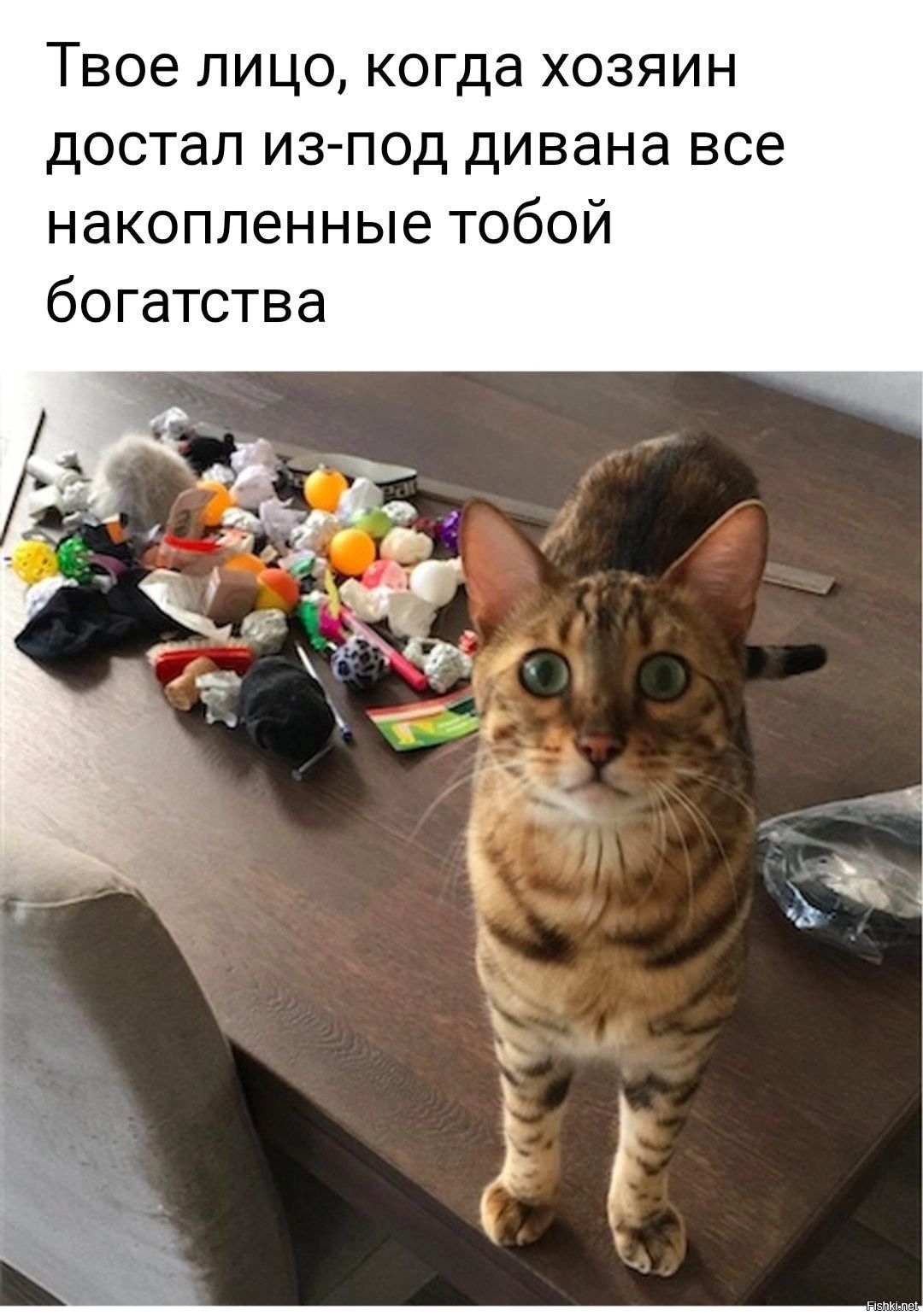 Твое лицо когда хозяин достал из под дивана все накопленные тобой богатства