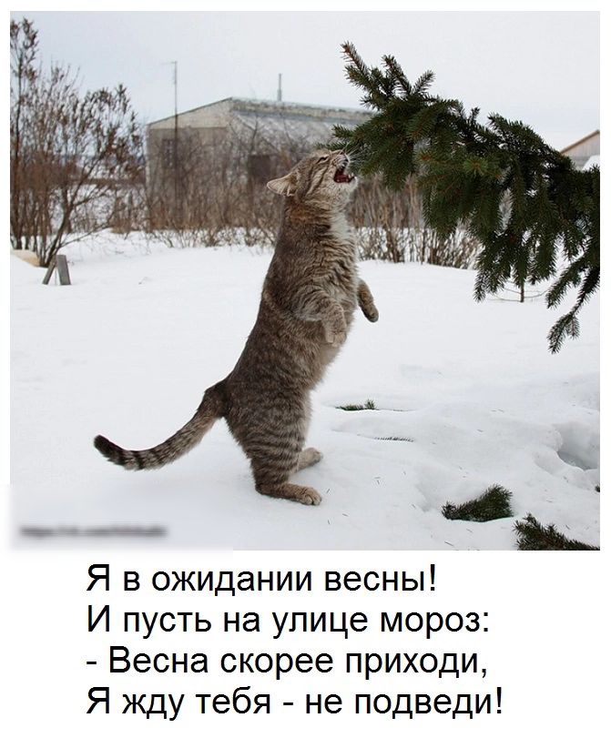 Я в ожидании весны И пусть на улице мороз Весна скорее приходи Я жду тебя не подведи