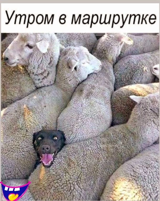 Утром в маршрутке