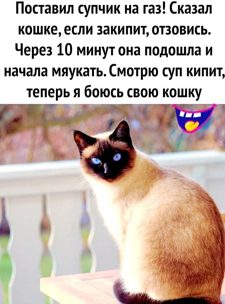 Поставил супчик на газ Сказал кошке если закипит отзовись Через 10 минут она подошла и начала мяукать Смотрю суп кипит теперь я боюсь свою кошку пгт