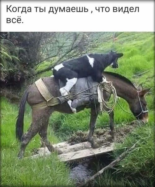 Когда ты думаешь что видел всё