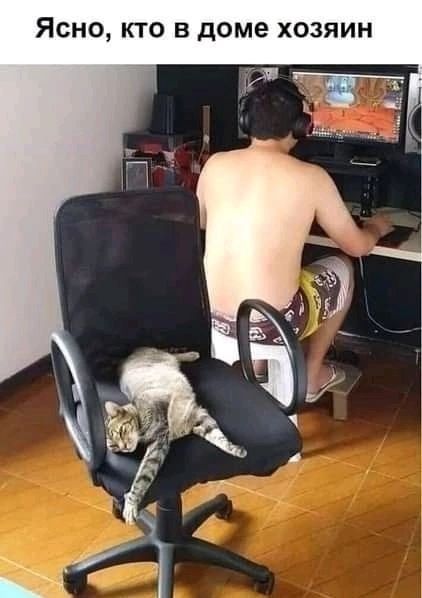 Ясно кто в доме хозяин