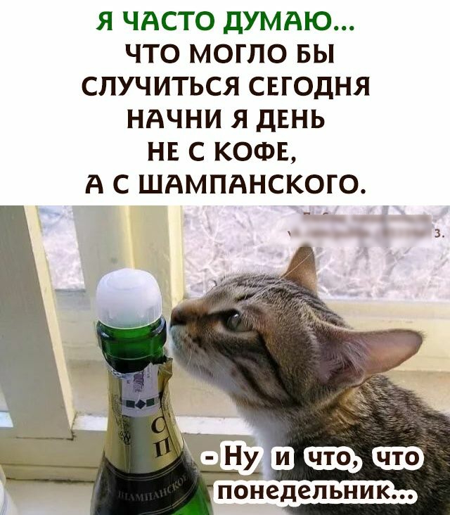 Я ЧАСТО ДУМАЮ ЧТО МОГПО БЫ СПУЧИТЬСЯ СЕГОДНЯ НАЧНИ Я ДЕНЬ НЕ С КОФЕ А С ШАМПАНСКОГО понедельник