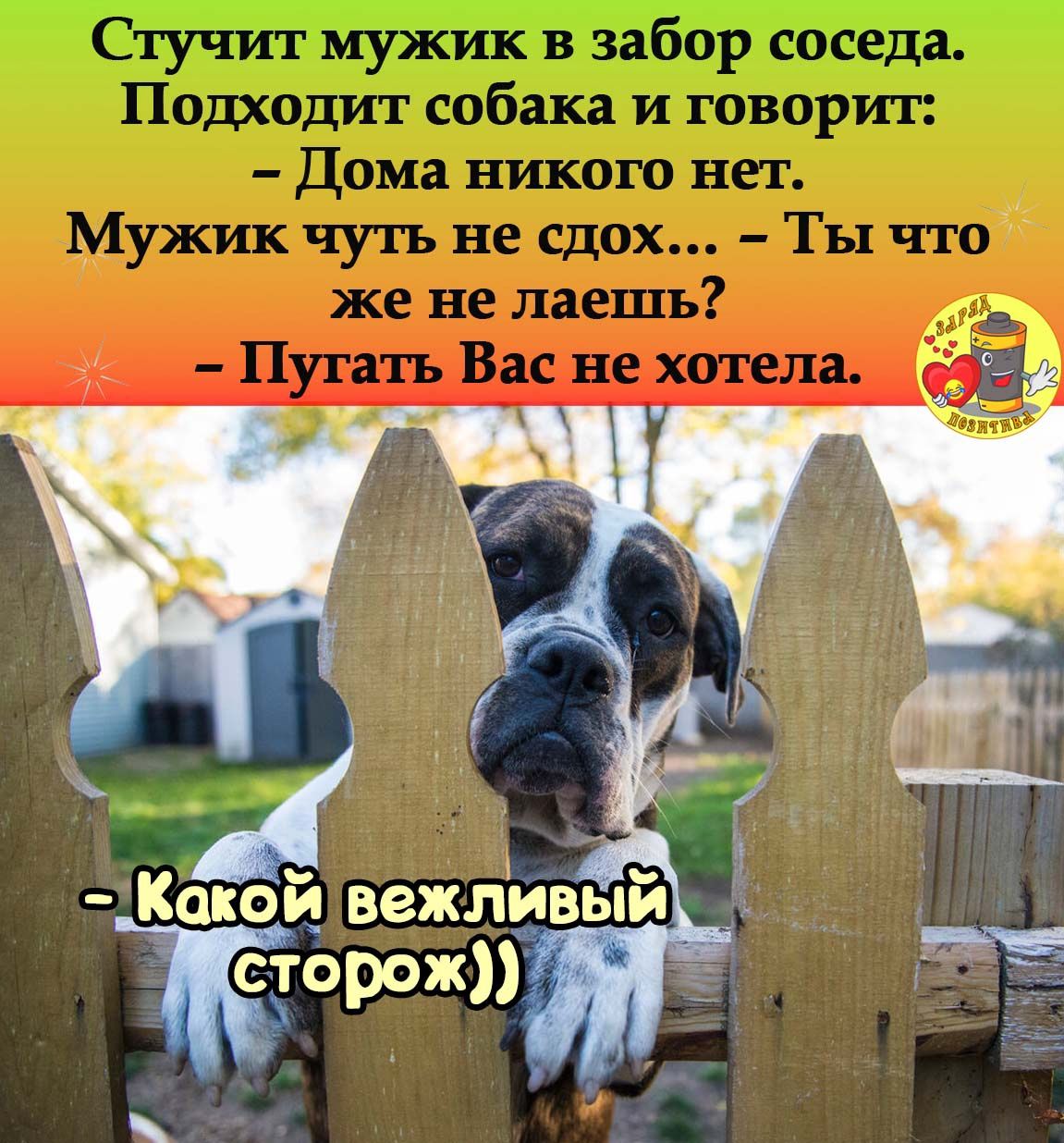 Какси вежлиВый 6рож