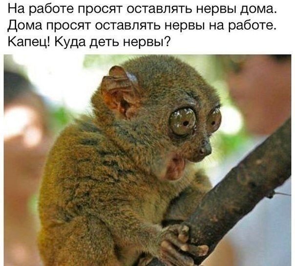 На работе просят оставлять нервы дома дома просят оставлять нервы на работе Капец Куда деть нервы