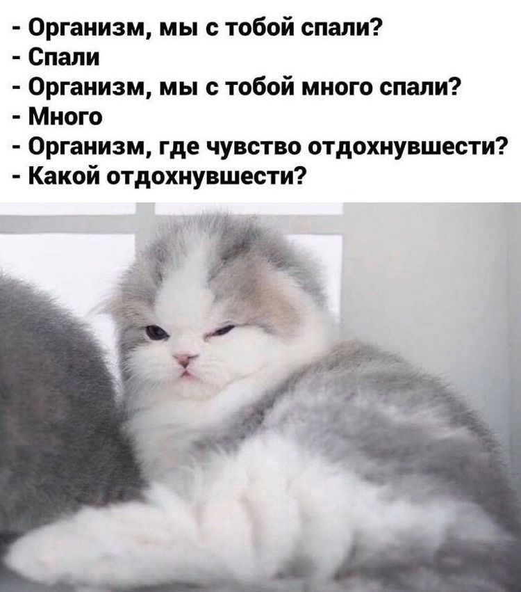 Организм мы с тобой спали Спали Организм мы с тобой много спали Много Организм где чувство отдохнувшести Какой отдохнувшести
