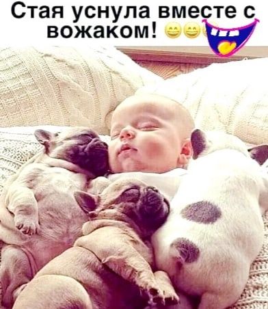 Стая уснула вместе с вожаком