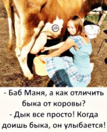 Баб Маня а как отличить быка от коровы Дык все просто Когда доишь быка он улыбается