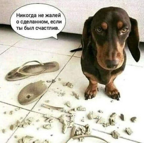 Никогда не жалей О СДЕПЗННБЬЪ ЕСЛИ ы был счастлив