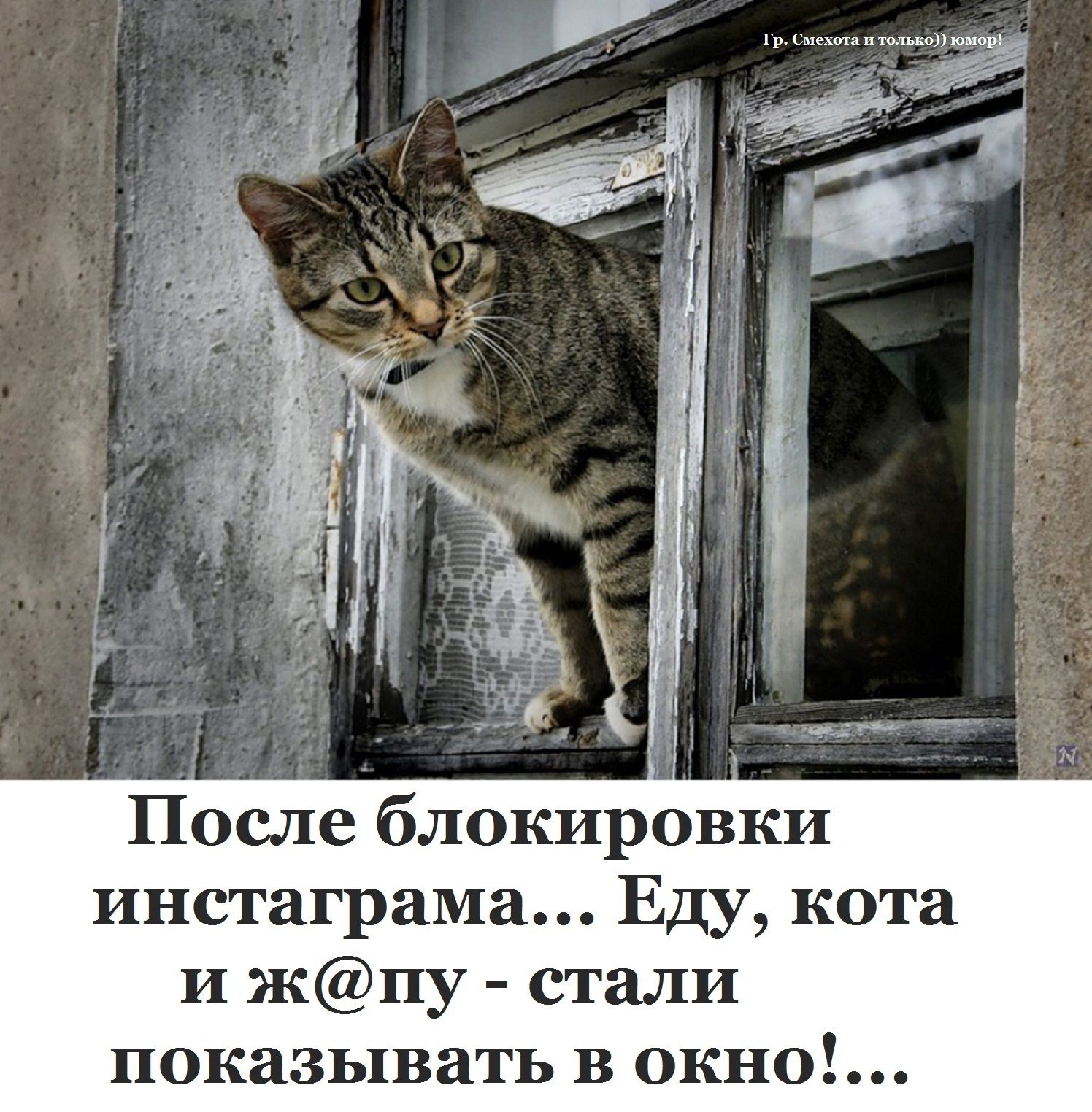 ехота и только юмора яий После блокировки инстаграма Еду кота и жпу стали показывать В окно