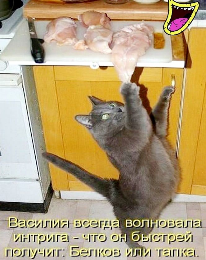 Василиявсегд воп юзала интрига что о быстрей получит Банков и А гагпг