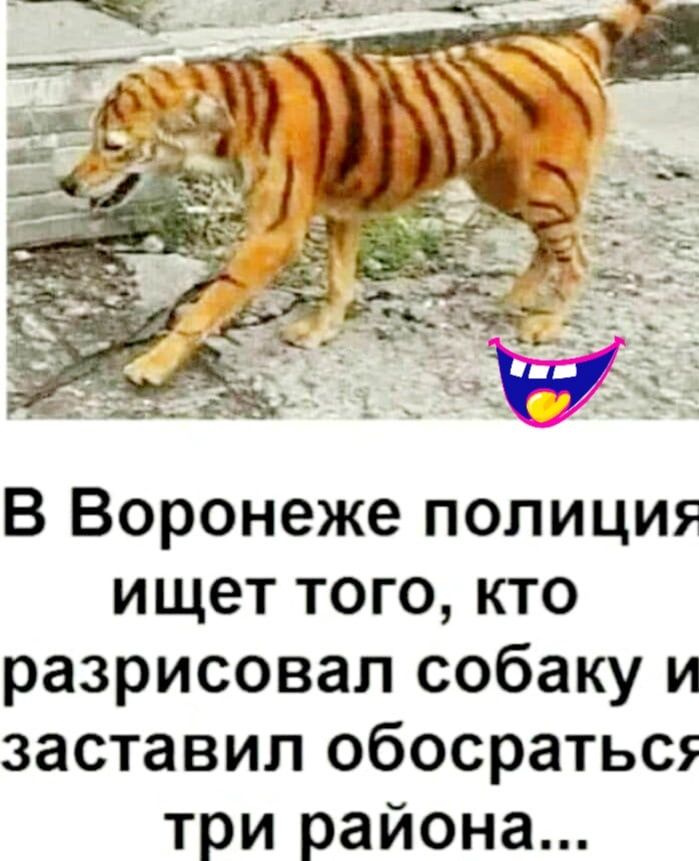 В Воронеже полиция ищет того кто разрисовал собаку и заставил обосратьс три района