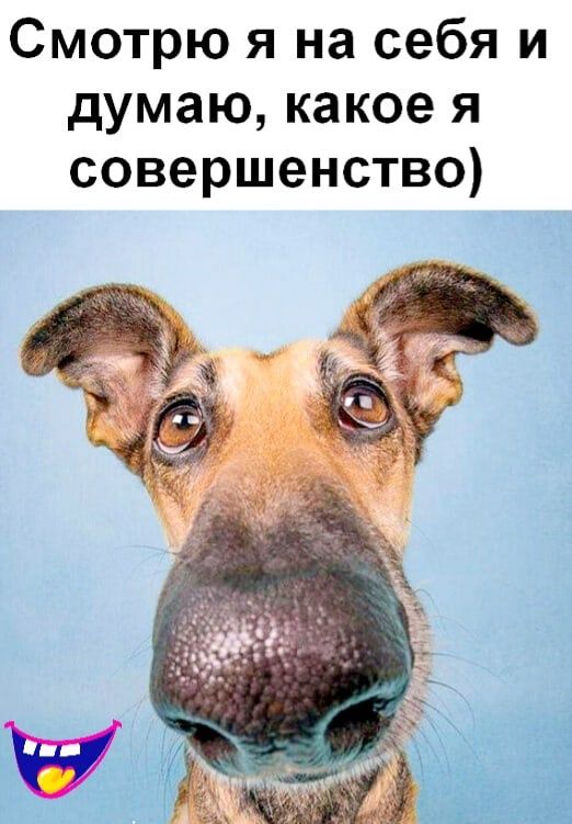 Смотрю я на себя и думаю какое я совершенство