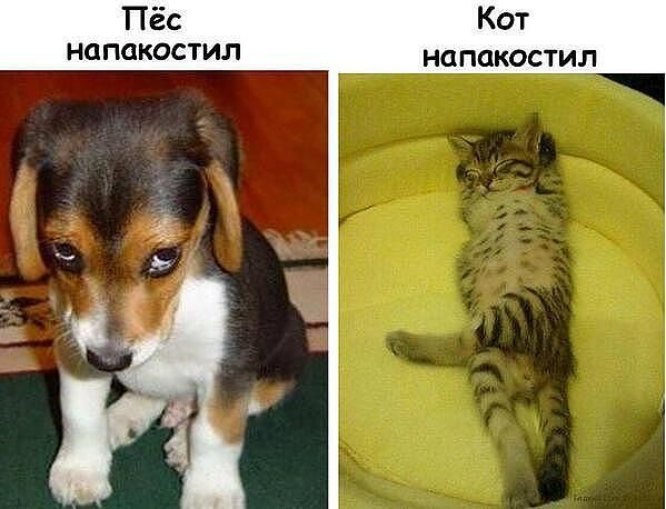 Пёс Кот напакостил напакостил