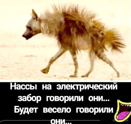 Наосы на электрическим забор говорили они Будет весело говорили