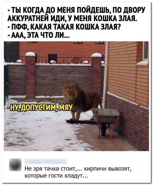 ТЫ КОГДА _дО МЕНЯ ПОЙДЕШЬ ПО дВОРУ АККУРАТНЕИ ИдИУ МЕНЯ КОШКА ЗЛАЯ ПФФ КАКАЯ ТАКАЯ КОШКА ЗЛАЯ ААА ЭТА ЧТО ЛИ Не зря тачка стоит кирпичи вывозят которые госги кладут