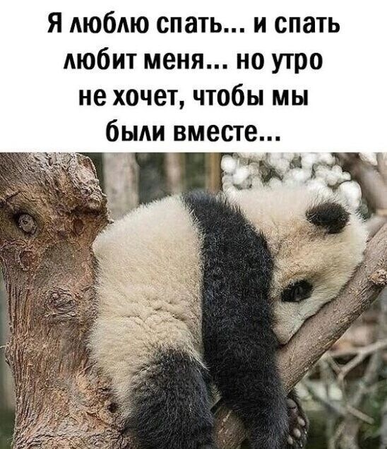 Я люблю спать и спать любит меня но утро не хочет чтобы мы были вместе