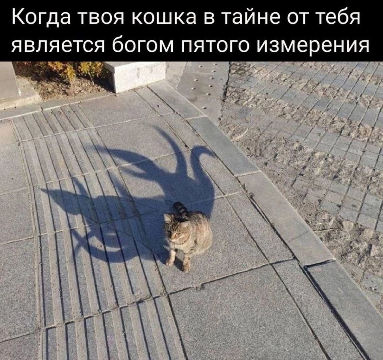 Когда твоя кошка в тайне от тебя является богом пятого измерения _ о а _ 153