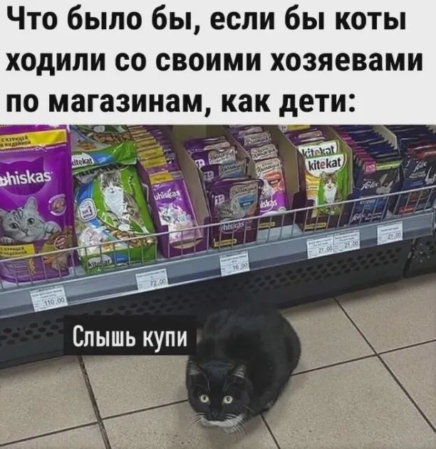 Что было бы если бы коты ходили со своими хозяевами по магазинам как дети