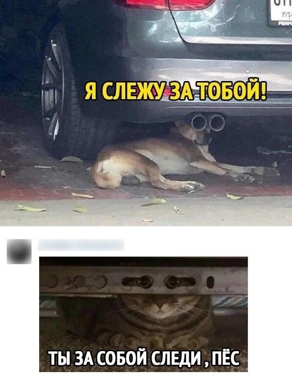 ты ЗА совой слвди пёс