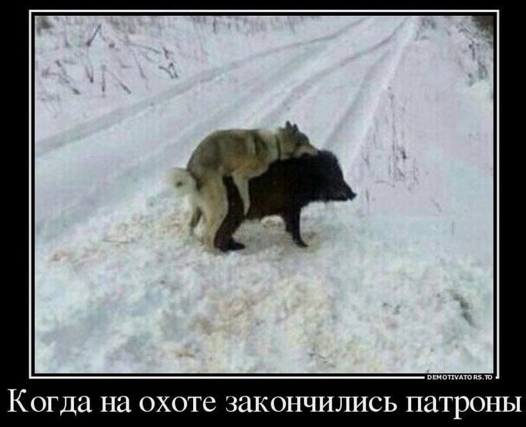 КОГДЦ на охоте ЗЗКОНШТШСЬ пат