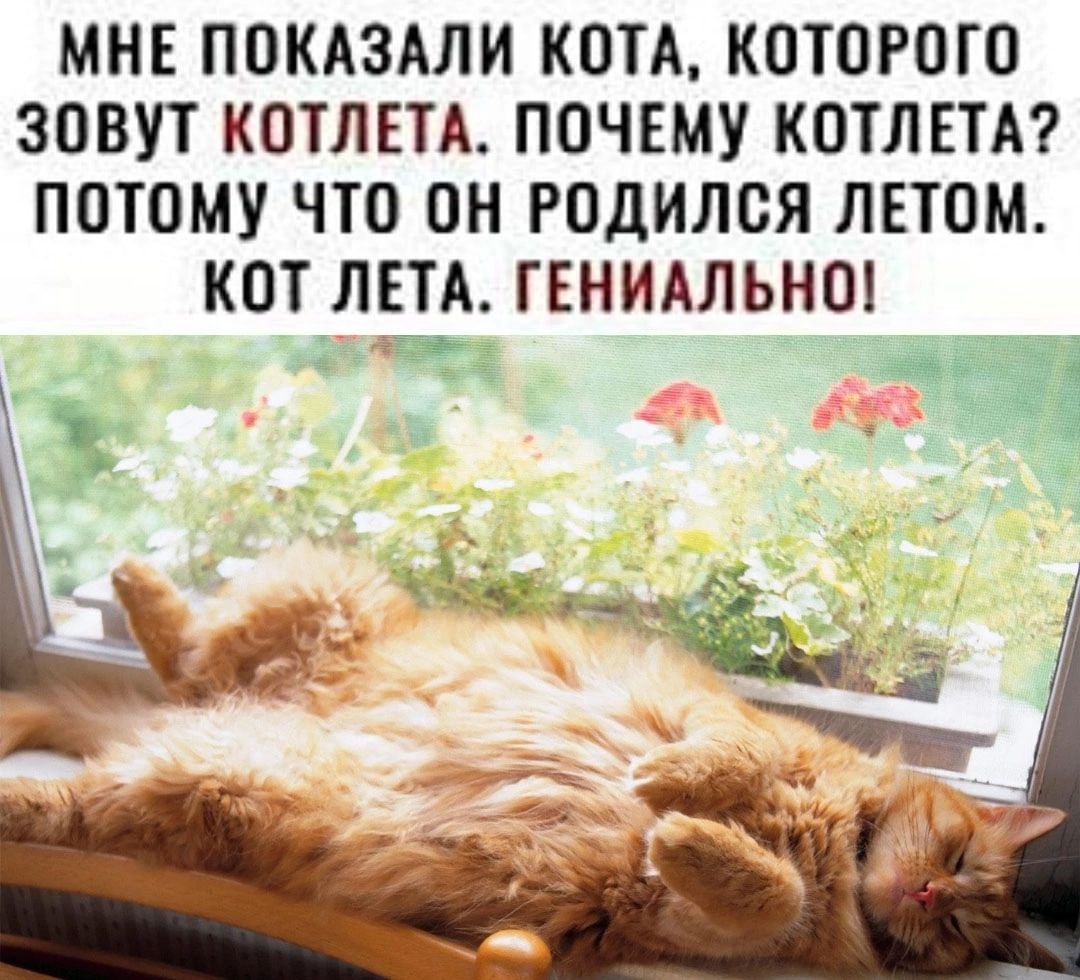 фанфик котик на лето фото 44