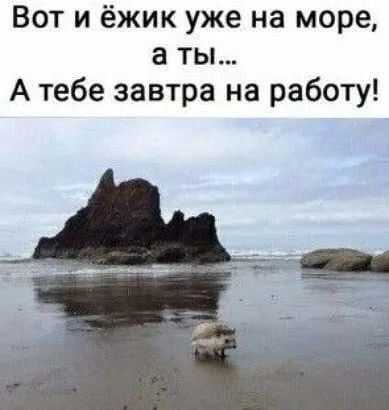Вот и ёжик уже на море а ты А тебе завтра на работу