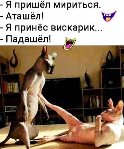 Я пришёл мириться Аташёл Я принёс вискарик Падашёл