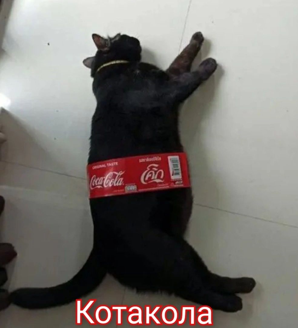 Кота кола