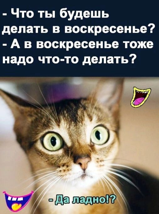 Что ты будешь делать в воскресенье А в воскресенье тоже надо что то делать