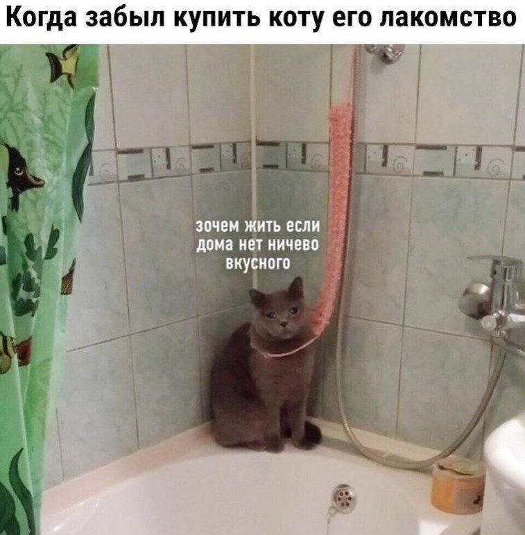 Когда забыл КУПИТЬ КОТУ его ПЗКОМСТВО