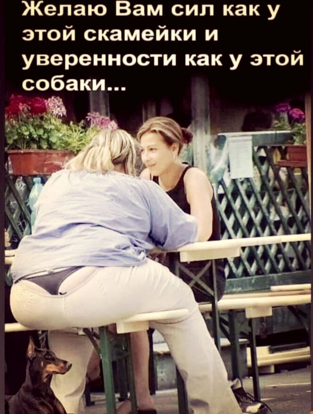 Желаю Вам сил как у этой скамейки и уверенности как у этой собаки