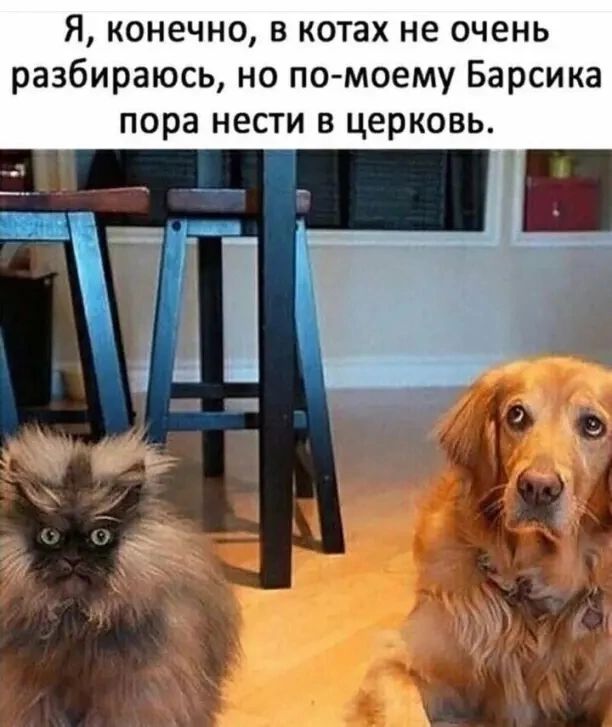 Я конечно в котах не очень разбираюсь но по моему Барсика пора нести в церковь