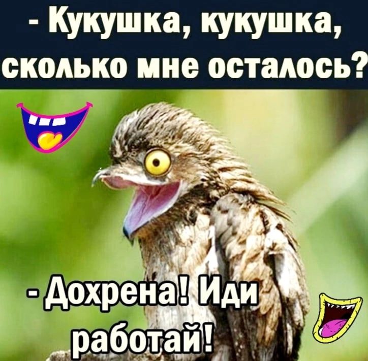 Кукушка кукушка сколько мне осталось