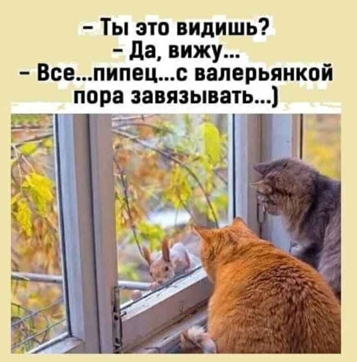 Ты это видишь да вижу Всепипецс валерьяикой пора завязывать