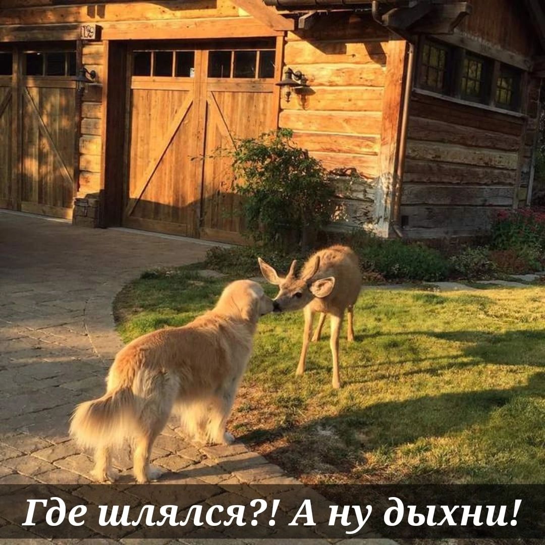 Где шлялся А ну дыхни