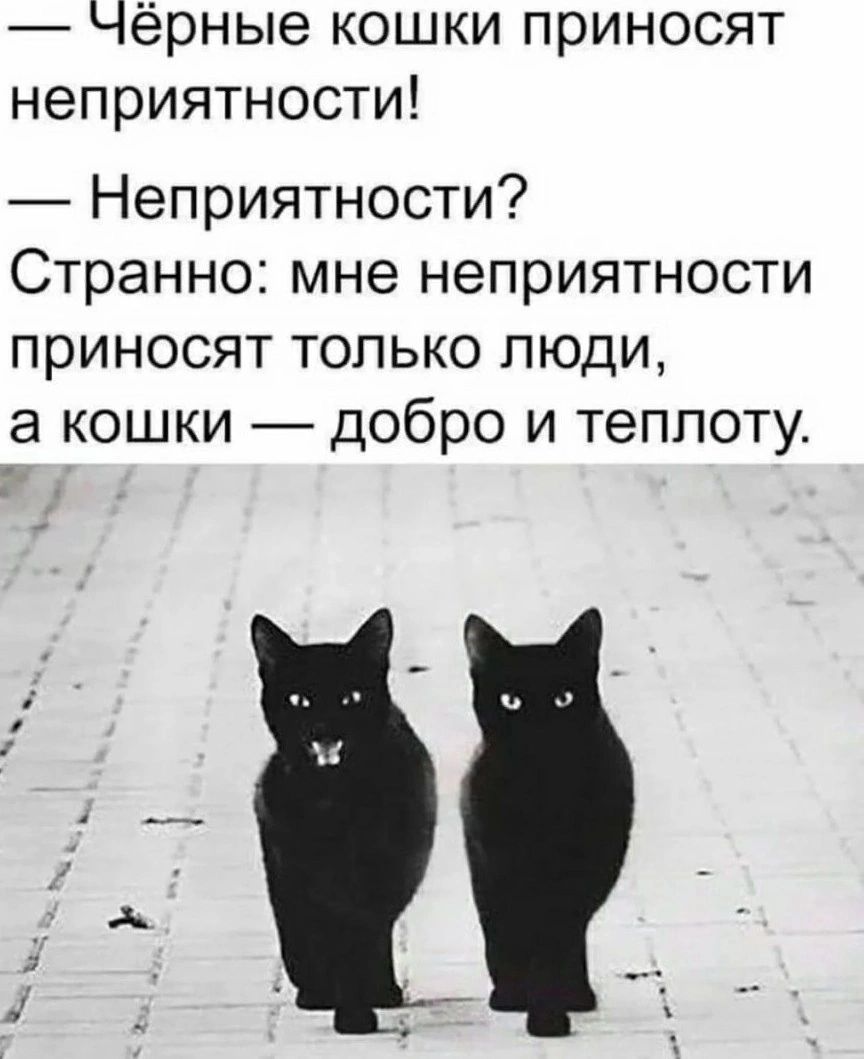 Чёрные кошки приносят неприятности Неприятности Странно мне неприятности приносят только люди а кошки добро и теплоту