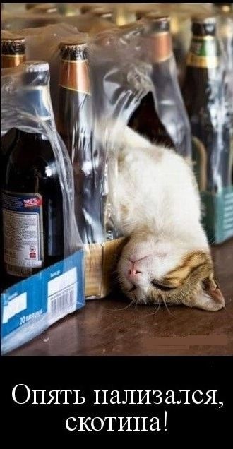 ОПЯТЬ нализался скотина