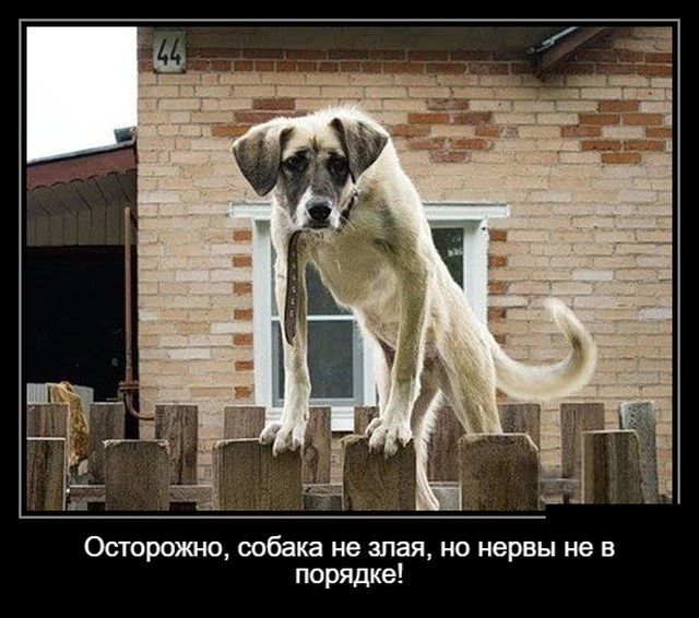 Оппрожнв собака не злая но щервы не в порте