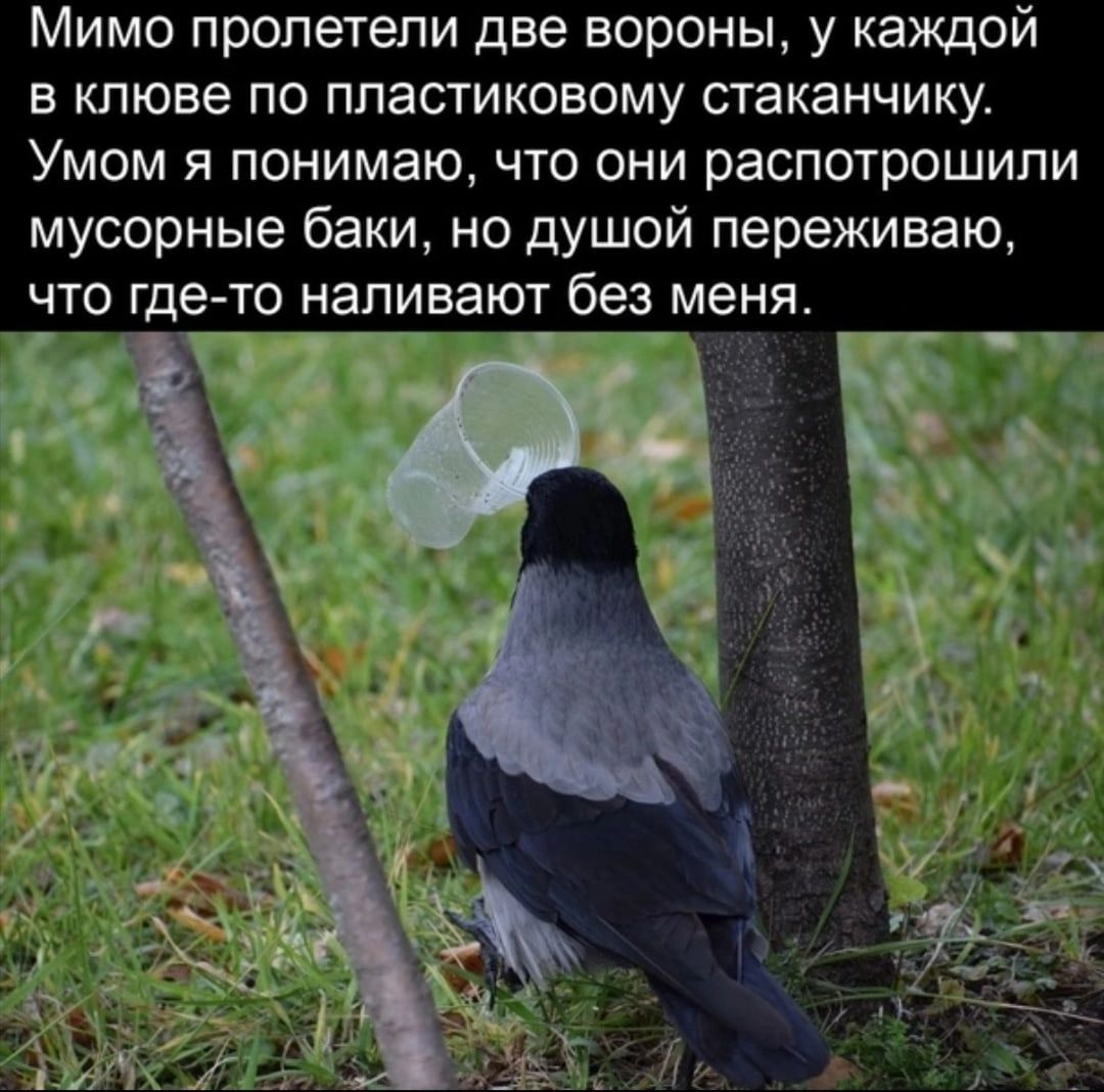 Мимо пролетели две вороны у каждой в клюве по ппастиковому стаканчику Умом я понимаю что они распотрошипи мусорные баки но душой переживаю наливают без меня